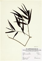 藏品(無刺伏牛花)的圖片